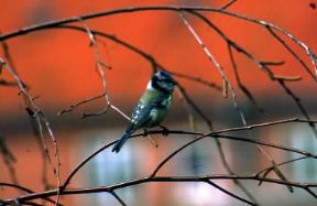 Cinciarella. Esemplare di Parus caeruleus.De Agostini Picture Library/A. Calegari