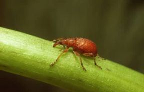 Coleotteri. Apion miniatum.De Agostini Picture Library / A. Calegari
