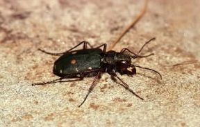 Coleotteri. Cicindela campestris.De Agostini Picture Library / A. Calegari