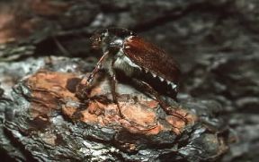 Coleotteri. Melolontha melolontha.De Agostini Picture Library / A. Calegari