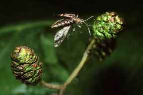 Coleotteri. Donacia crassipes.De Agostini Picture Library / A. Calegari
