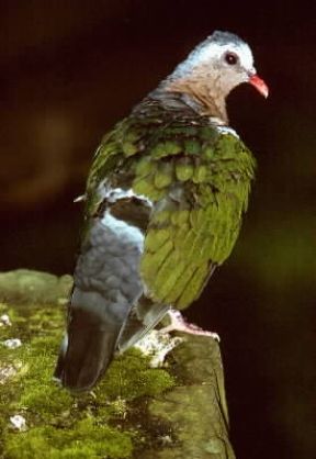 Colomba. Esemplare di Columba indica.De Agostini Picture Library / A. Calegari