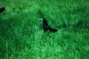 Corvo. Esemplare di Corvus frugileus.De Agostini Picture Library / L. Andena