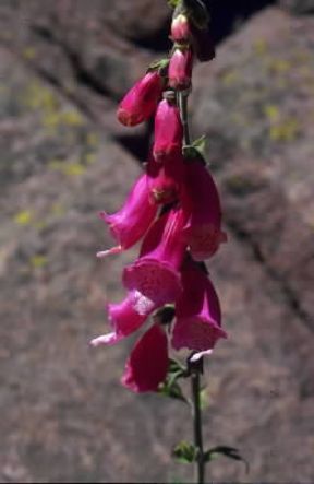 Digitale . Infiorescenza di Digitalis purpurea.De Agostini Picture Library/A. Petretti