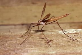 Ditteri . Esemplare di dittero appartenente al genere Tipula.De Agostini Picture Library/A. Calegari