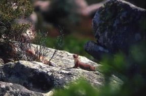 Donnola . Esemplare di Mustela nivalis.De Agostini Picture Library/C. Galasso