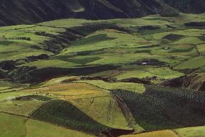 Ecuador . Coltivazioni alle falde del vulcano Chimborazo.De Agostini Picture Library/G. SioÃ«n