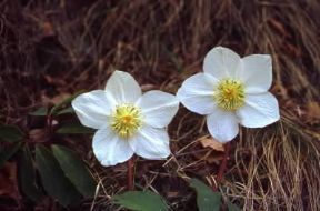Elleboro. Fiori di Helleborus niger.De Agostini Picture Library/A. Caccini