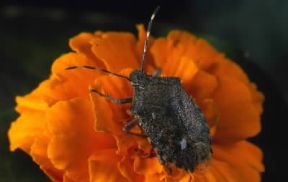 Emitteri. Cimice selvatica (Pentatomidae eterotter).De Agostini Picture Library/La Palude