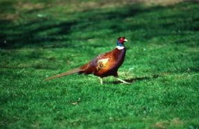 Fagiano comune (Phasianus colchicus).De Agostini Picture Library/A. Calegari