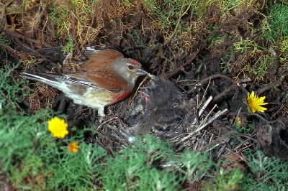 Fanello (Carduelis cannabina).De Agostini Picture Library/L. Andena