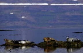 Foca. Alcuni esemplari lungo la costa islandese.De Agostini Picture Library/N. Cirani