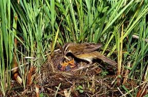 Forapaglie (Acrocephalus schoenobaenus).De Agostini Picture Library/D. Cambi