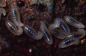 Formica. Larve di formica (Lasius niger).De Agostini Picture Library/E. Bertaggia