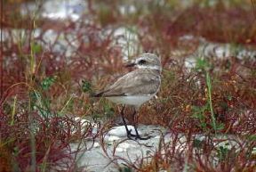 Fratino. Esemplare di Charadrius alexandrinus.De Agostini Picture Library/L. Andena