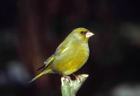 Fringillidi. Esemplare di verdone (Carduelis chloris).De Agostini Picture Library/A. Calegari