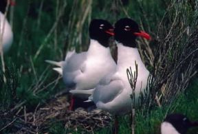 Gabbiano corallino (Larus melanocephalus).De Agostini Picture Library/C. Galasso