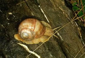 Gasteropodi. Esemplare di Helix pomatia.De Agostini Picture Library/M. Giovanoli