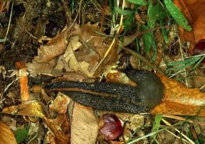 Gasteropodi. Esemplare di Limax cinereoniger.De Agostini Picture Library/A. Calegari