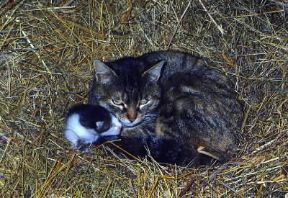 Gatto. La femmina partorisce dopo sessantatrÃ©-sessantacinque giorni dall'accoppiamento.De Agostini Picture Library/M. Pizzirani