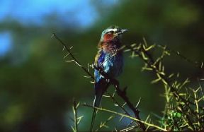 Ghiandaia. Esemplare di ghiandaia marina (Coracias garrulus).De Agostini Picture Library/P. Jaccod