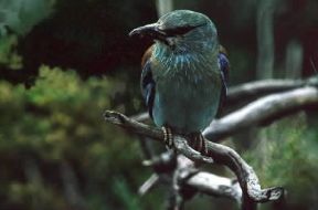 Ghiandaia marina (Coracias garrulus).De Agostini Picture Library/C. Galasso