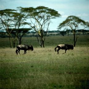 Gnu. Esemplari di Connochaetes taurinus.De Agostini Picture Library / P. Jaccod