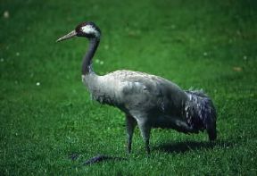 Gru comune (Grus grus).De Agostini Picture Library / A. Calegari
