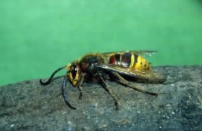 Imenotteri . Esemplare di Vespa crabro.De Agostini Picture Library/A. Calegari