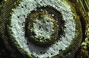 Imenotteri . Un nido di Imenotteri.De Agostini Picture Library/P. Jaccod