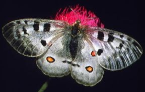 Insetti . Esemplare di Parnassius apollo appartenente all'ordine dei Lepidotteri.De Agostini Picture Library