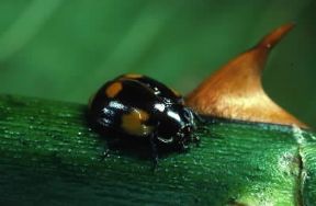 Insetti . Un esemplare appartenente all'ordine dei Coleotteri.De Agostini Picture Library/A. Calegari