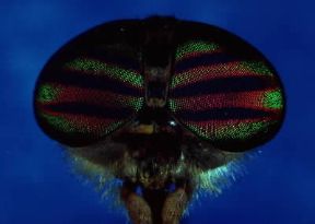 Insetti . Capo di un esemplare di tabanide appartenente all'ordine dei Ditteri.De Agostini Picture Library/E. Bertaggia