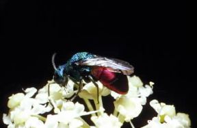 Insetti . Un esemplare appartenente all'ordine degli Imenotteri.De Agostini Picture Library/F. Boieri