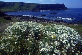 Irlanda . Veduta di un tratto di costa dell'Irlanda del Nord.De Agostini Picture Library/N. Cirani