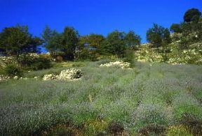 Lavanda. Coltivazione di lavanda.De Agostini Picture Library/2P