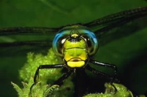 Libellula imperatore (Anax imperator).De Agostini Picture Library/E. Bertaggia