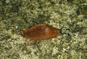 Lumaca. Esemplare di Arion rufus.De Agostini Picture Library/M. Giovanoli