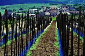 Lussemburgo. Vigneti nella valle della Mosella.De Agostini Picture Library/C. Sappa