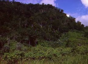 Malaysia. Giungla tra Kuala Lumpur e Kuantan.De Agostini Picture Library/M. Bertinetti