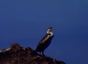 Marangone dal ciuffo (Phalacrocorax aristotelis).De Agostini Picture Library/G. Roli
