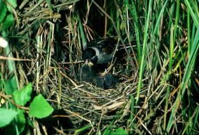 Migliarino. Esemplare di Emberiza schoeniclus.De Agostini Picture Library/L. Andena