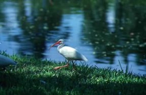 Mignattaio. L'uccello vive in zone paludose cibandosi di pesci e invertebrati.De Agostini Picture Library/R. Portolese