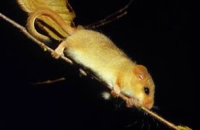 Moscardino. Esemplare di Muscardinus avellanarius.De Agostini Picture Library / F. Bertola