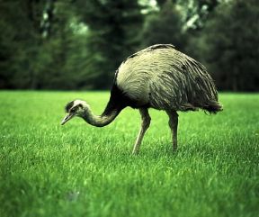 NandÃ¹ (Rhea americana).De Agostini Picture Library / G. Cappelli
