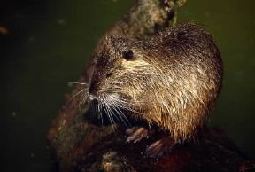 Nutria . Esemplare di Myocastor coypus.De Agostini Picture Library/A. Calegari