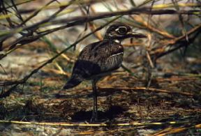 Occhione . Esemplare di Burhinus vermicolatus. De Agostini Picture Library/P. Jaccod