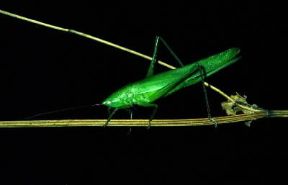 Ortotteri . Esemplare di Homocoryphus nitidulus.De Agostini Picture Library/A. Calegari