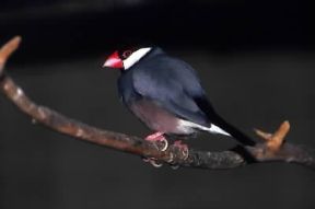 Padda . Esemplare di Munia oryzivora.De Agostini Picture Library/A. Calegari