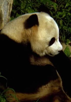 Panda . Esemplare di Ailuropoda melanoleuca.De Agostini Picture Library/A. Vergani